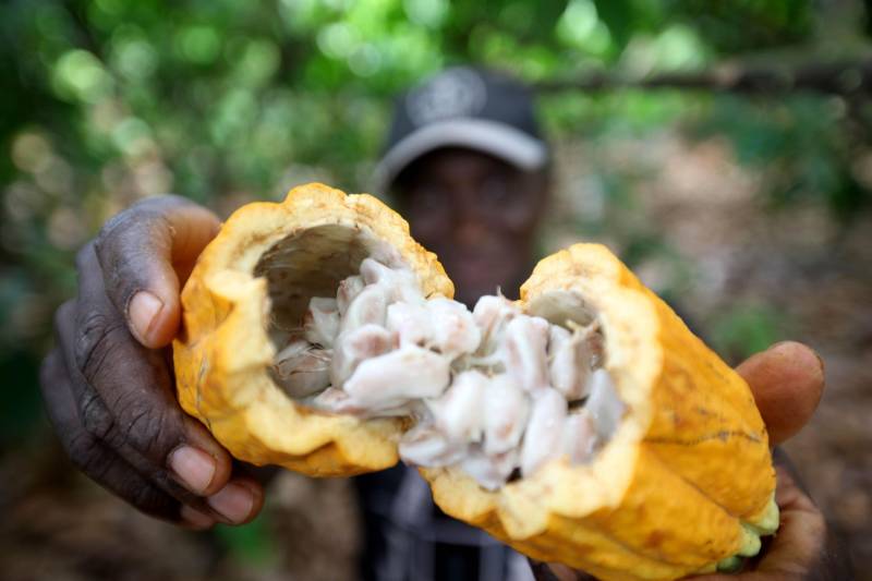 O Pará é o maior produtor de cacau do Brasil