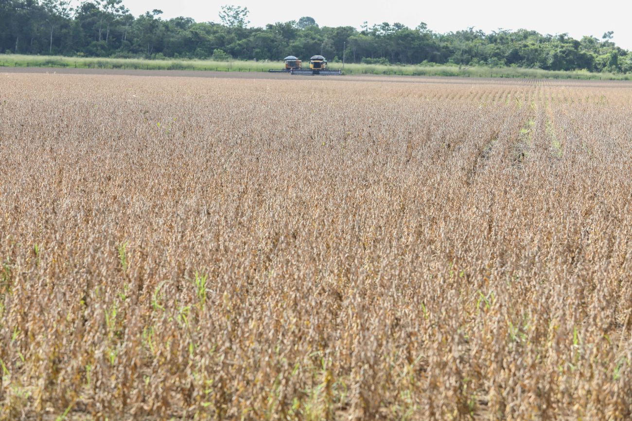 No Estado, a semeadura é dividida em três regiões, que possuem períodos distintos. Foto: Marco Santos (Ag. Pará)