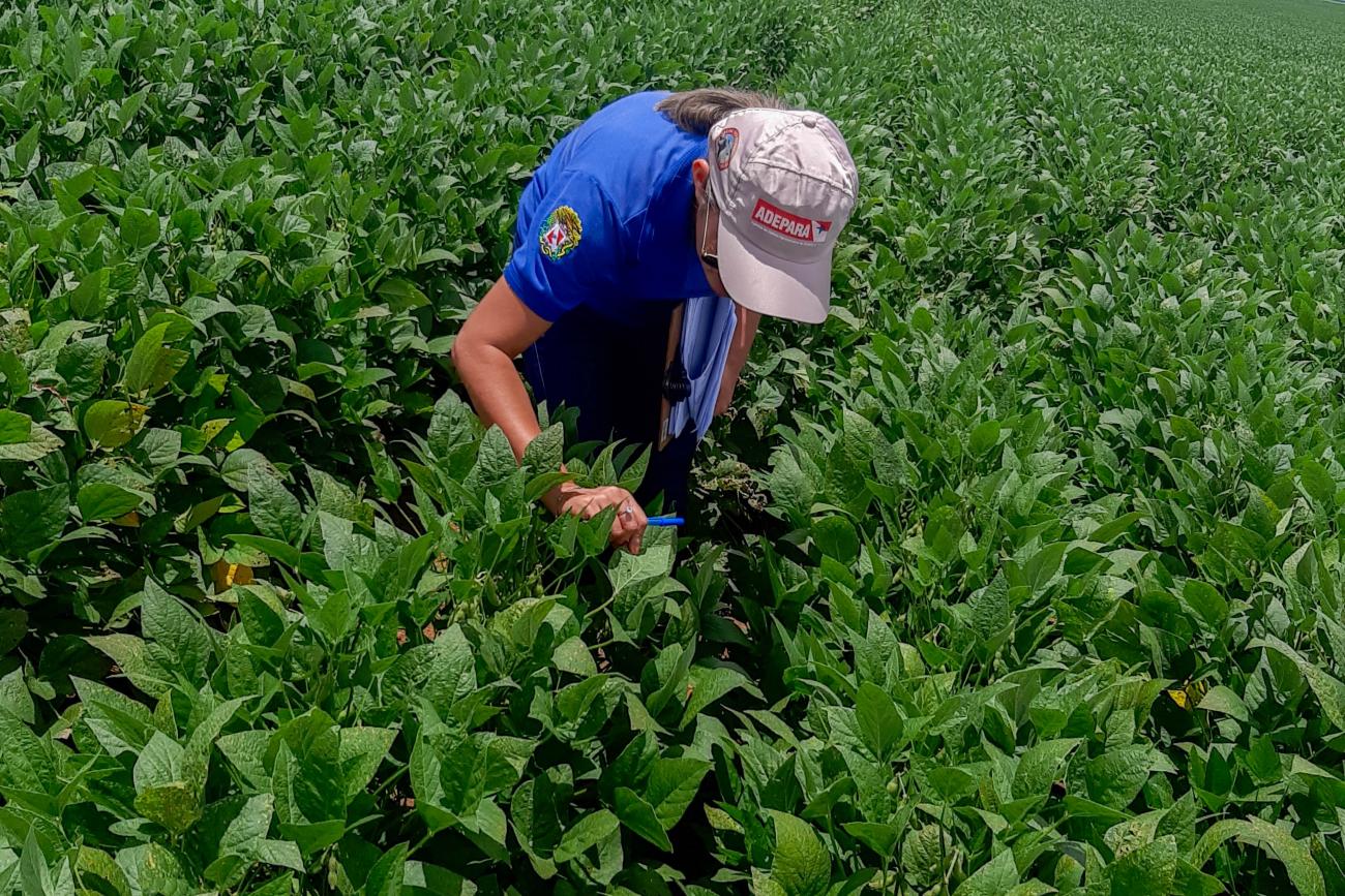 Produtor deve comparecer à Adeparar para preencher o formulário