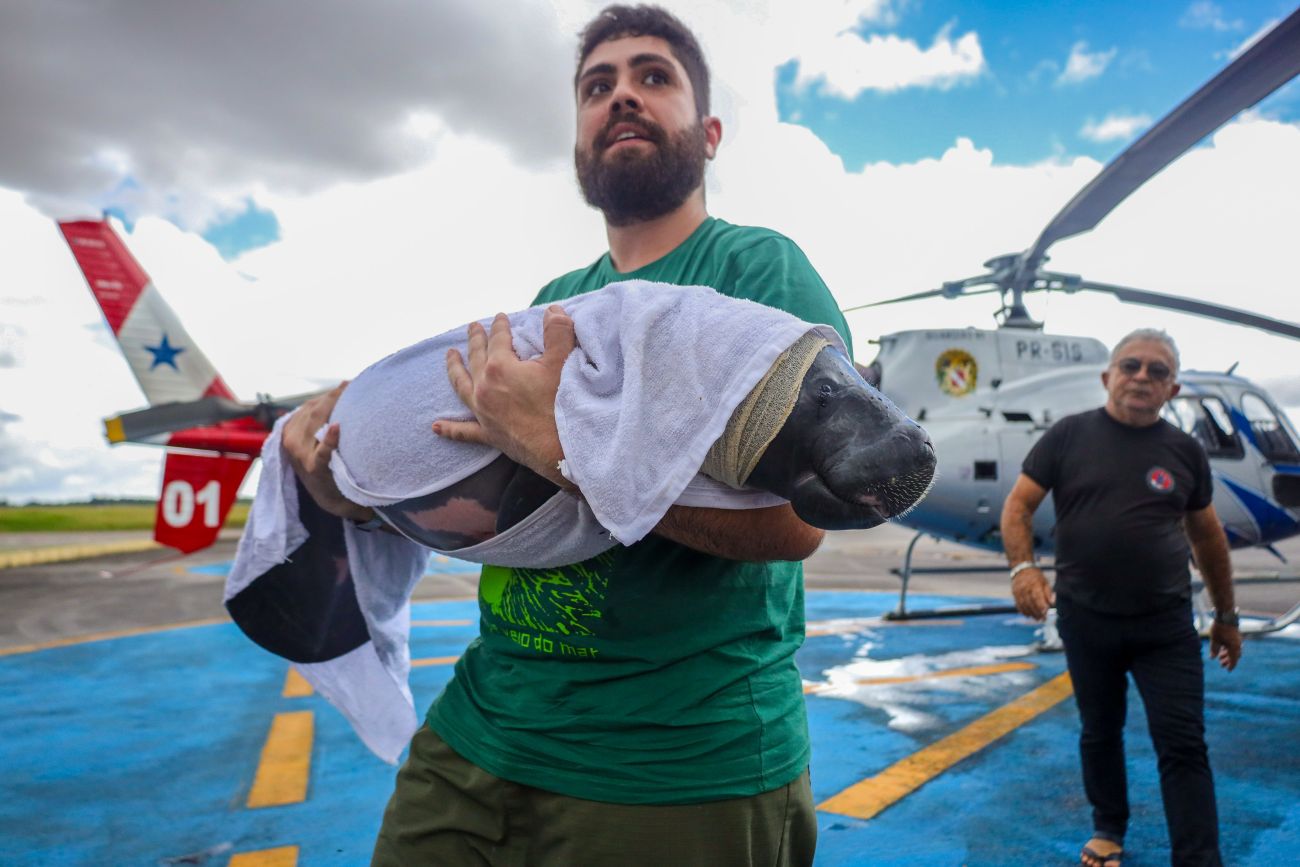 O animal foi transportado da cidade de Porto de Moz, no Baixo Amazonas, para a capital paraense