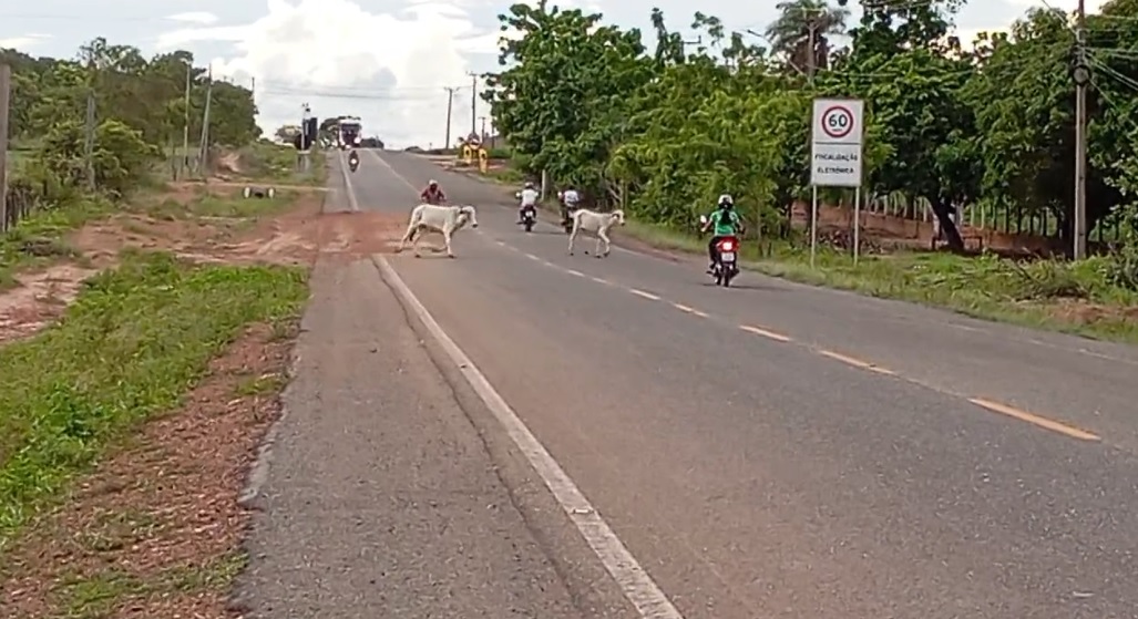 Animais Soltos Causam Acidentes no Pará