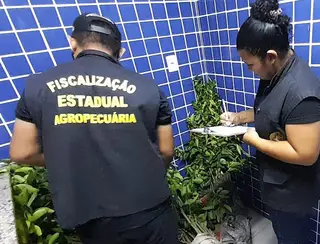 Adepará apreende 200 mudas de citros durante fiscalização de rotina em Monte Alegre