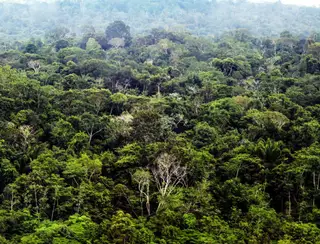 Pará registra 67% de redução nos alertas de desmatamento