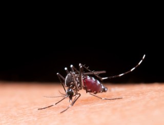 Dengue: saiba mais sobre o sorotipo 3, em circulação no Brasil