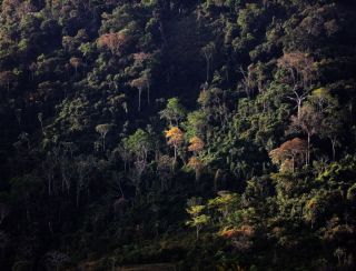 Setor florestal no Pará prevê crescimento, investimentos verdes e geração de empregos