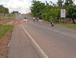 Animais soltos em rodovias do Pará causam acidentes e colocam vidas em risco