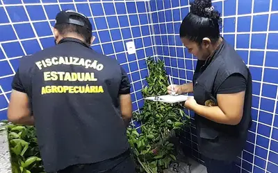 Adepará apreende 200 mudas de citros durante fiscalização de rotina em Monte Alegre