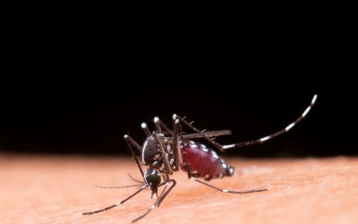 Dengue: saiba mais sobre o sorotipo 3, em circulação no Brasil