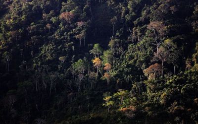 Setor florestal no Pará prevê crescimento, investimentos verdes e geração de empregos