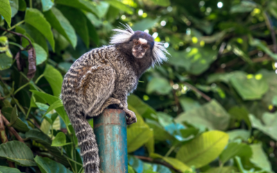 Teve contato com animais silvestres? Veja cuidados para evitar transmissão de doenças