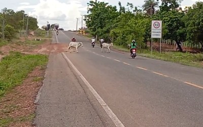 Animais soltos em rodovias do Pará causam acidentes e colocam vidas em risco